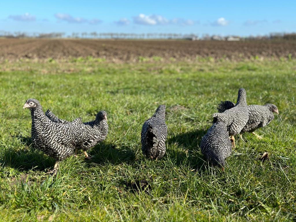 Jonge tamme Amrock kriel kippen gesekst & ingeënt, Animaux & Accessoires, Volatiles