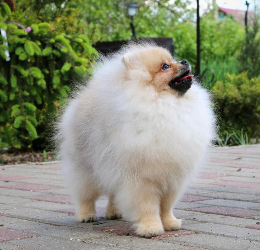 ERVAREN Dekreu Pomeranian met stamboom ->Niet te koop !!!, Dieren en Toebehoren, Fokker | Hobbymatig, Keeshond, Reu, 1 tot 2 jaar