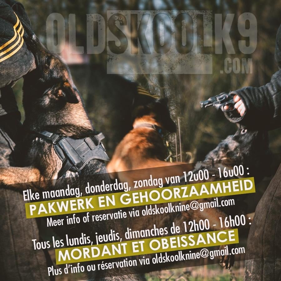 Dressage canin privé, Formation ou Cours