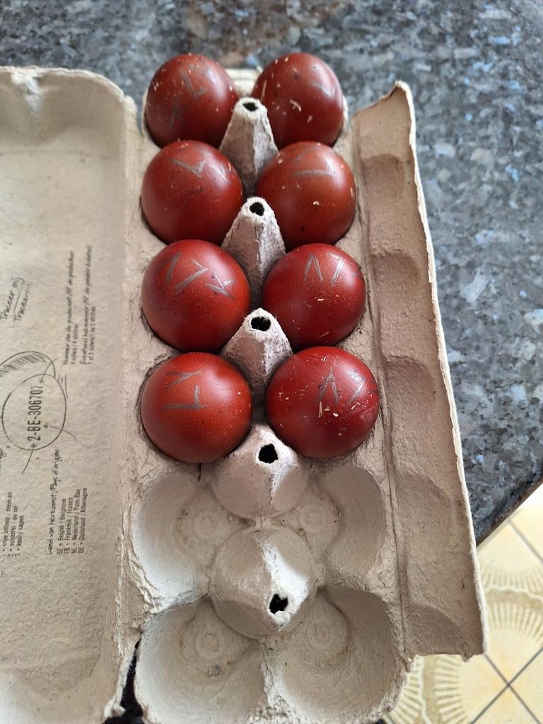 Broedeieren van marans zwart en blouw zilverhals, Dieren en Toebehoren, Pluimvee