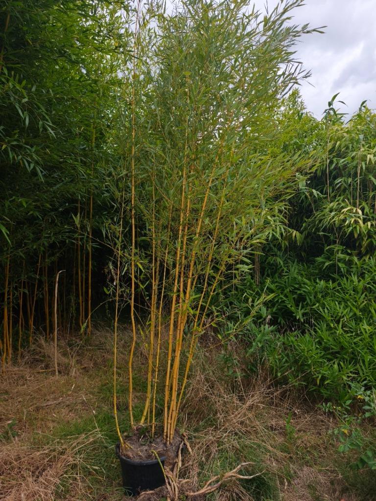 Bambou PHYLLOSTACHYS aureosulcata Spectabilis : Grand POT, Jardin & Terrasse, Enlèvement