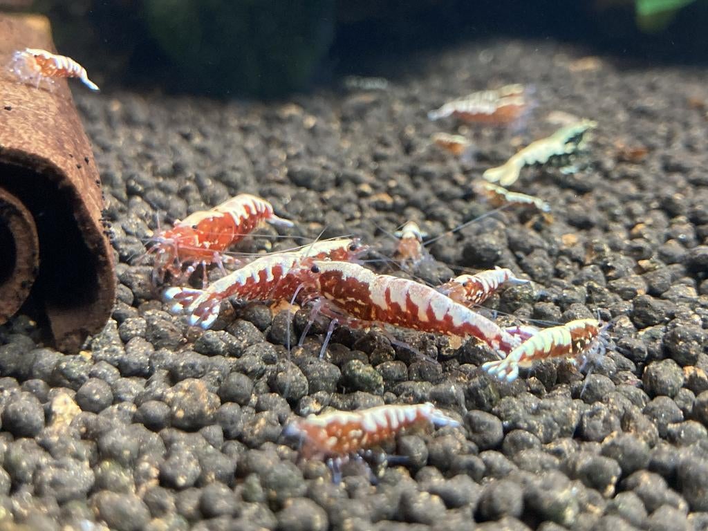 Boa galactique rouge, Animaux & Accessoires, Poissons | Poissons d'aquarium, Poisson d'eau douce, Homard, Crabe ou Crevette, Banc de poissons