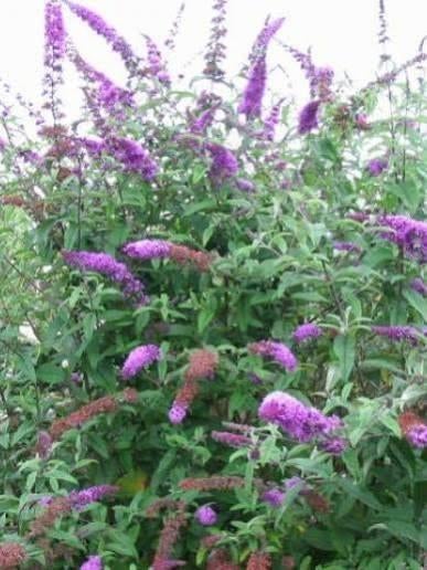 Buddleja / vlinderstruik soorten, Tuin en Terras, Planten | Tuinplanten, Ophalen