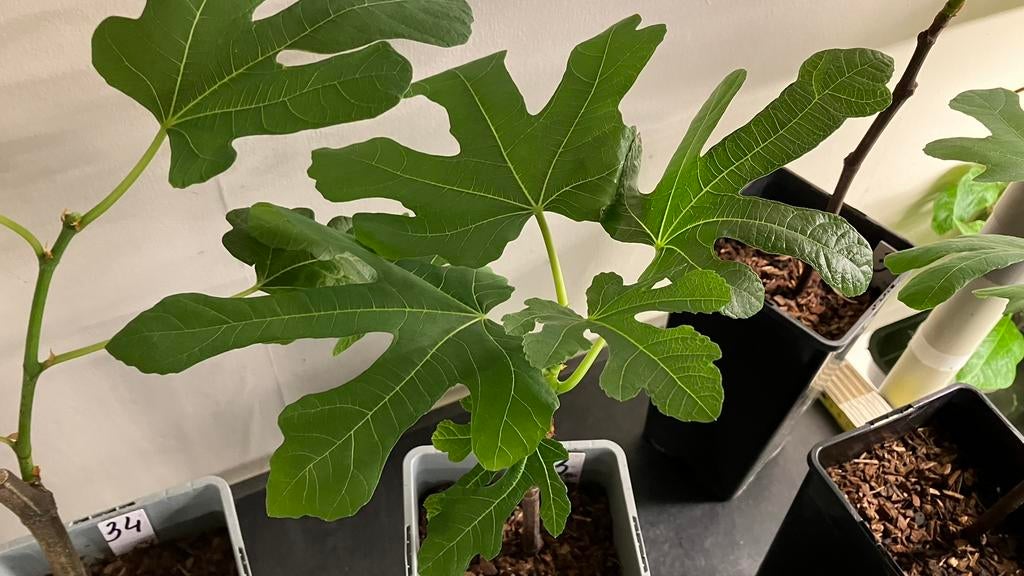 Vijgenboom verschillende soorten, Enlèvement ou Envoi