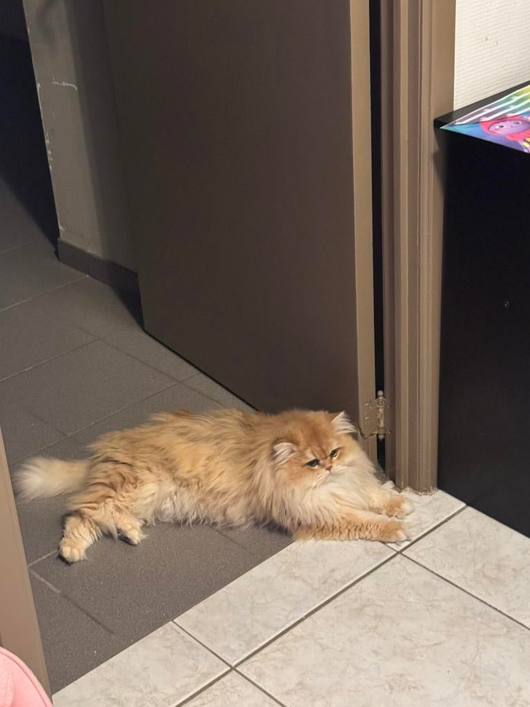 Britse langhaar dekkater met stamboom (not for sale ), 3 à 5 ans