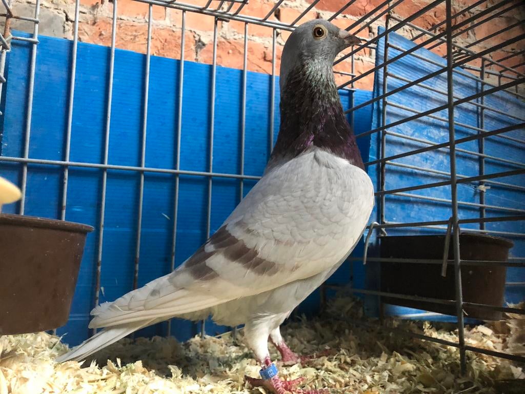 Koppel Reisduiven, Sexe inconnu, Autres espèces