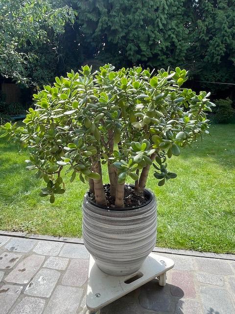 Crassula, geldboom, jadeplant, incl SIA pot, Huis en Inrichting, Ophalen, Vetplant, Halfschaduw, In pot
