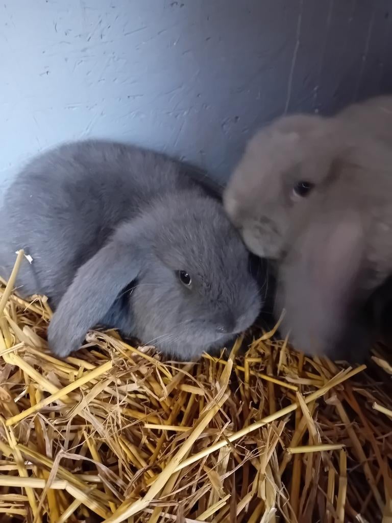 Franse hangoren, Mâle, Grand, Oreilles tombantes, 0 à 2 ans