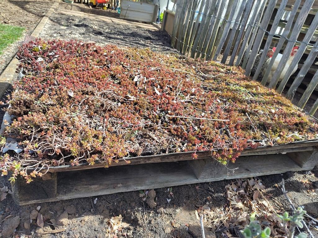 Mini groendakje., Tuin en Terras, Ophalen