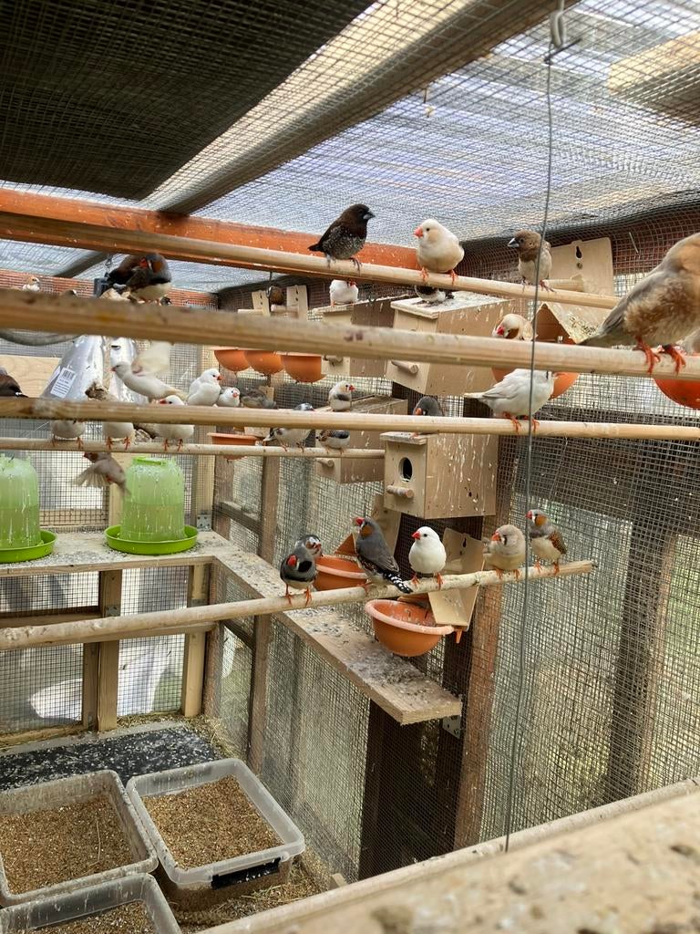 LAATSTE KWEEKKOPPELS ZEBRAVINKJES: 4 VOOR 20 EURO, Dieren en Toebehoren, Meerdere dieren, Tropenvogel