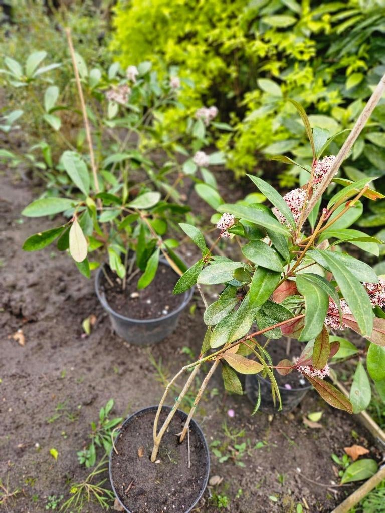 Skimmia Japonica planten ongeveer 50 cm, Ophalen