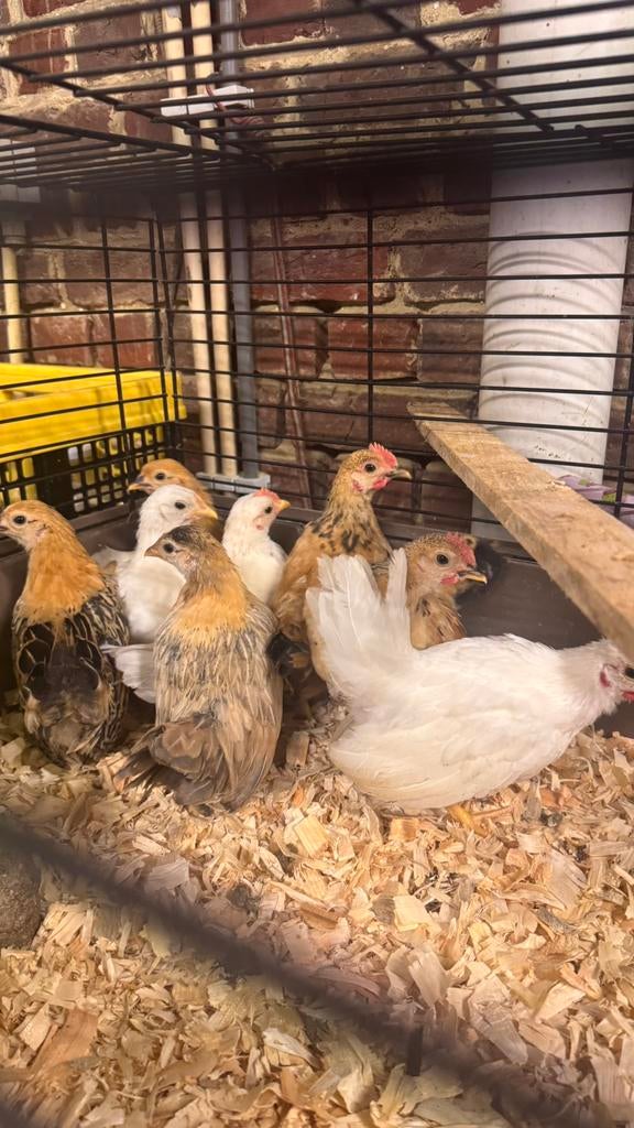 Verschillende kuikens te koop (brahma, ayam cemani, serama)