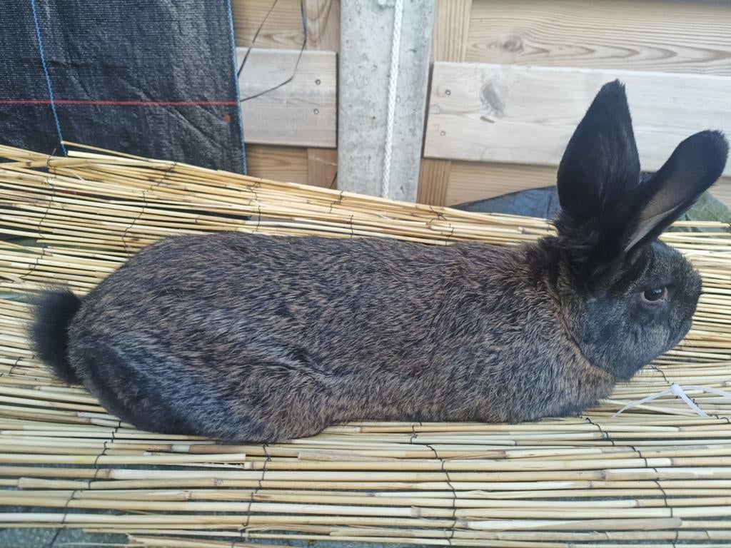 Fok Rammelaars en voedster, Mâle, Taille moyenne, 0 à 2 ans