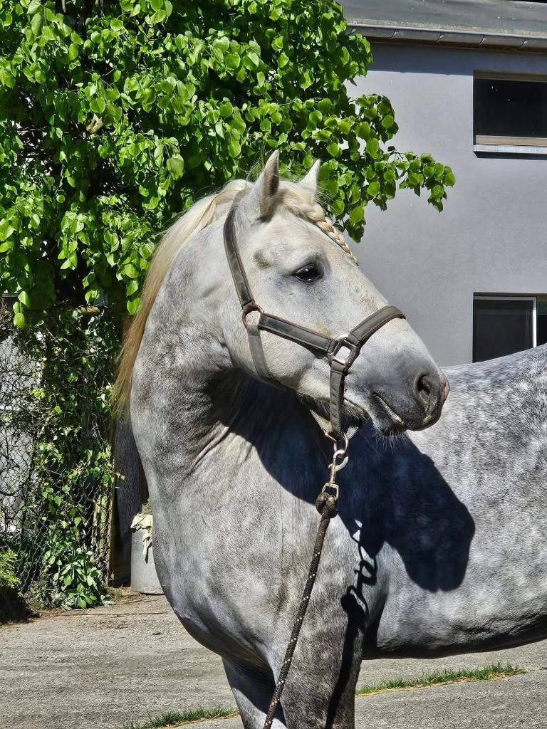 Hengstenfokkerij Camargue, Opfok, 1 paard of pony