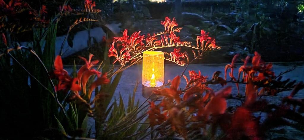 Crocosmia lucifer, Tuin en Terras, Vaste plant, Halfschaduw, Zomer, Ophalen