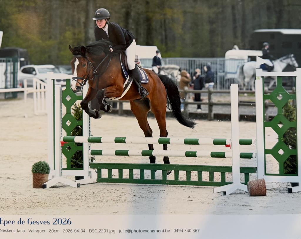 5 jarig springpaard met fijne instelling en veel potentieel, Animaux & Accessoires, B, Hongre, Avec pedigree, 160 à 165 cm