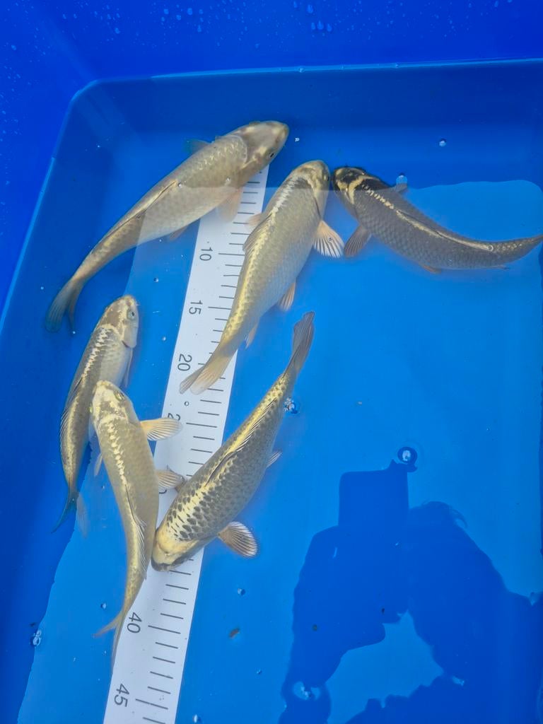 Japanse koi ki matsuba, Dieren en Toebehoren