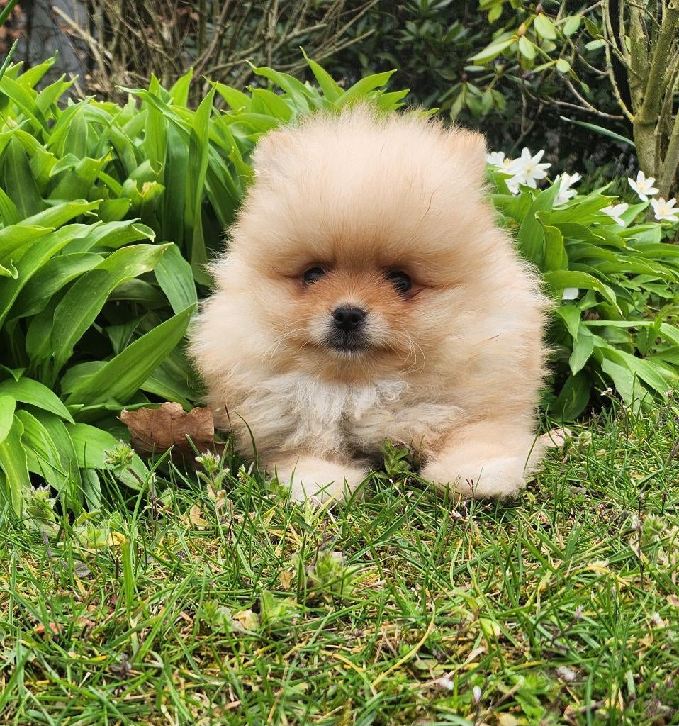 Pomeriaan pups, Parvo, België, Keeshond, 8 tot 15 weken