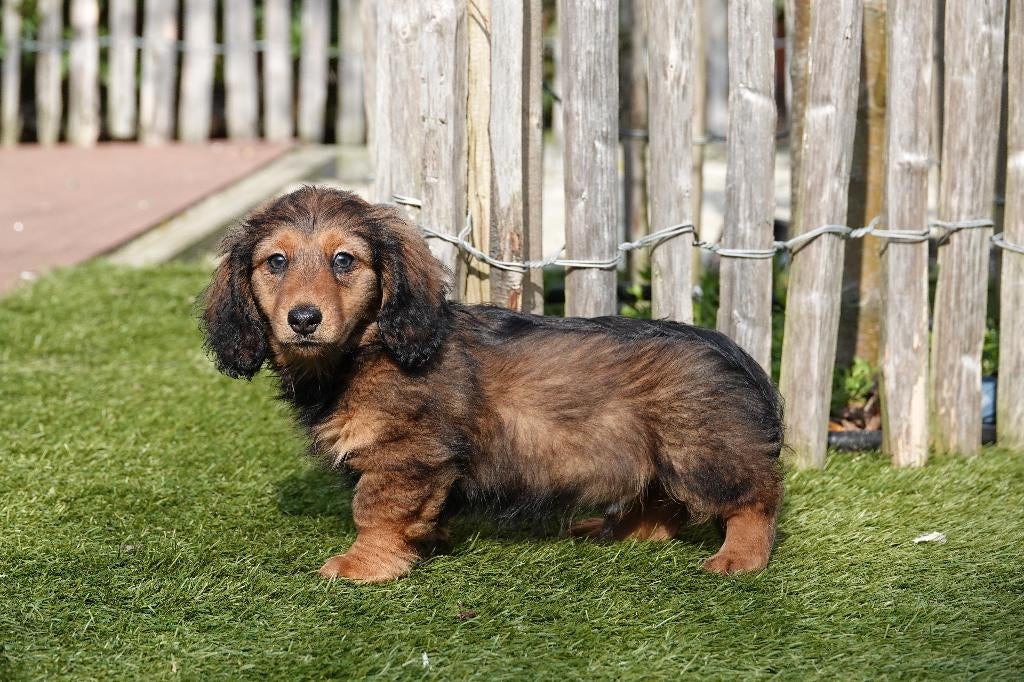 Chiots teckel nains à poil long avec pedigree, Animaux & Accessoires, Poils longs, Plusieurs, Nain, Hépatite contagieuse (maladie de Rubarth)