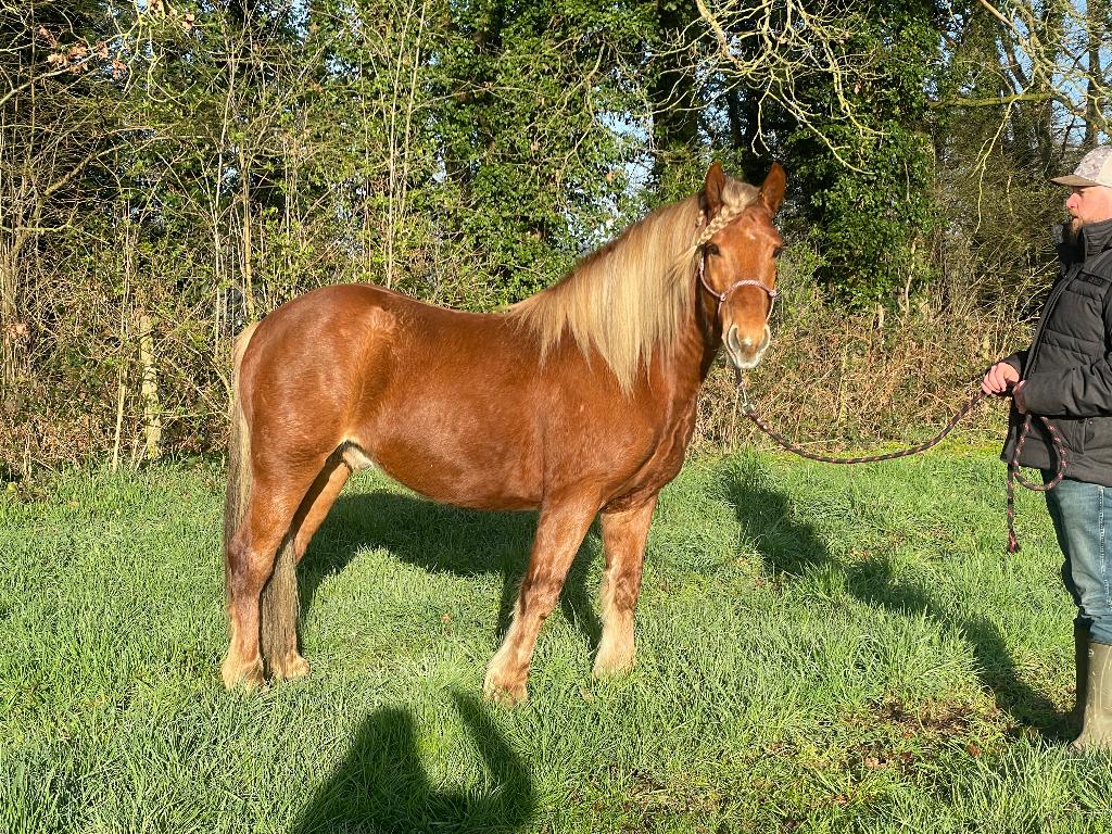 Grappige Coole Bos-/RecreatiePony, Dieren en Toebehoren, Pony's, Met stamboom, Ruin, Niet van toepassing, 7 tot 10 jaar