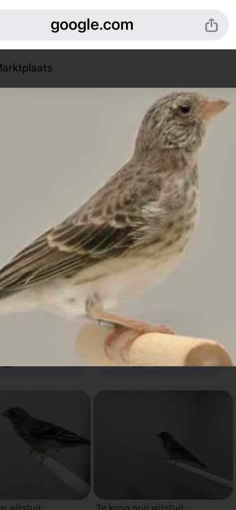 GEZOCHT: edelzanger POP