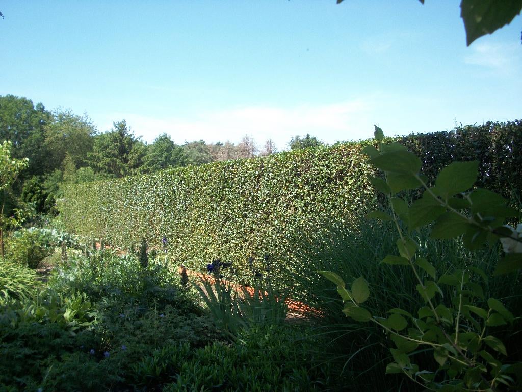 Ligustrum of liguster planten en stekken in pot, Jardin & Terrasse, Enlèvement, Troène, Haie