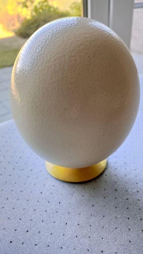Œuf d'autruche - Oeuf 16 cm, Enlèvement, Neuf, Blanc