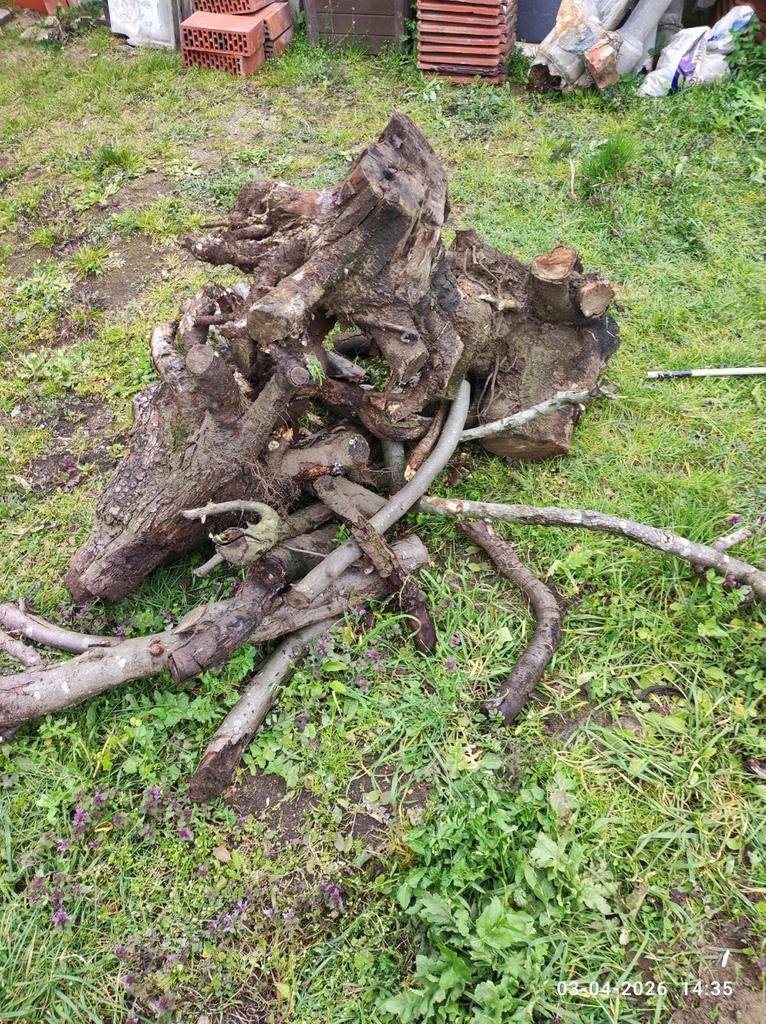 Bois de chauffage gratuit - tronc d'arbre - Ekeren, Moins de 3 m³, Enlèvement, Troncs d'arbres