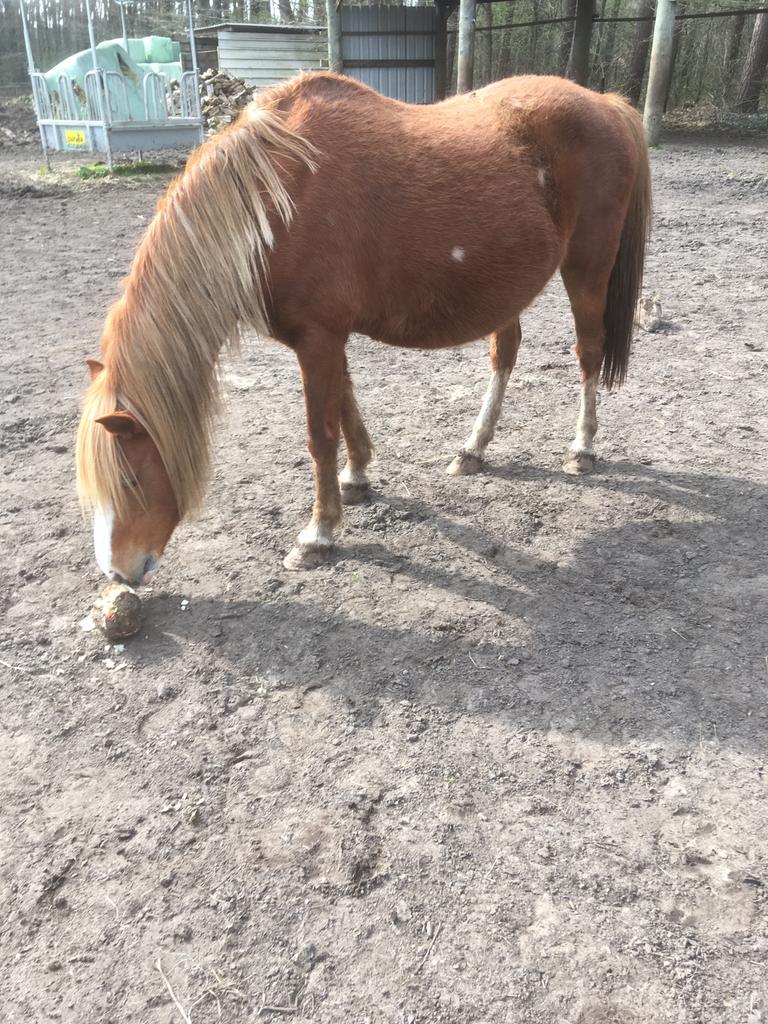 Welsh pony zeer braaf, Dieren en Toebehoren, Pony's, Merrie, Zadelmak, B pony (1.17m tot 1.27m), Tuigpony, 11 jaar of ouder, Gechipt
