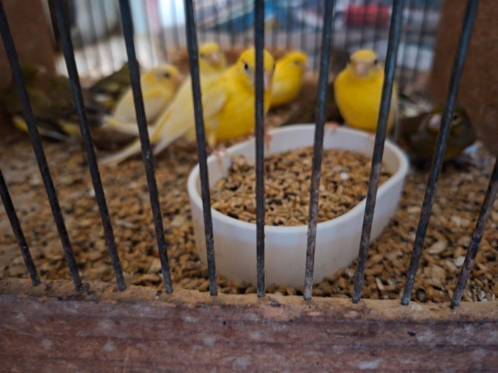 Kweekrype kanaries  geel 15euro stuk