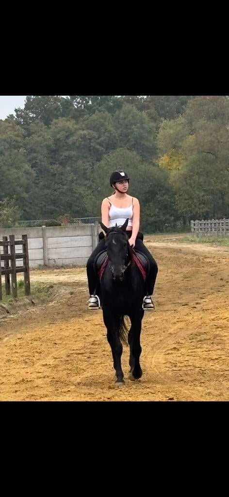 Paard te koop, Hongre, M, Avec pedigree, 7 à 10 ans