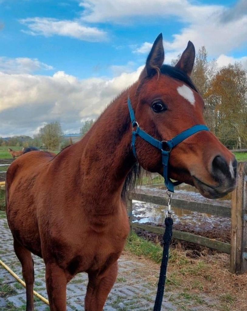 1m57, bijna 3-jarige arabische volbloed ruin, arabier, Dieren en Toebehoren, Paarden, Ruin, Ontwormd