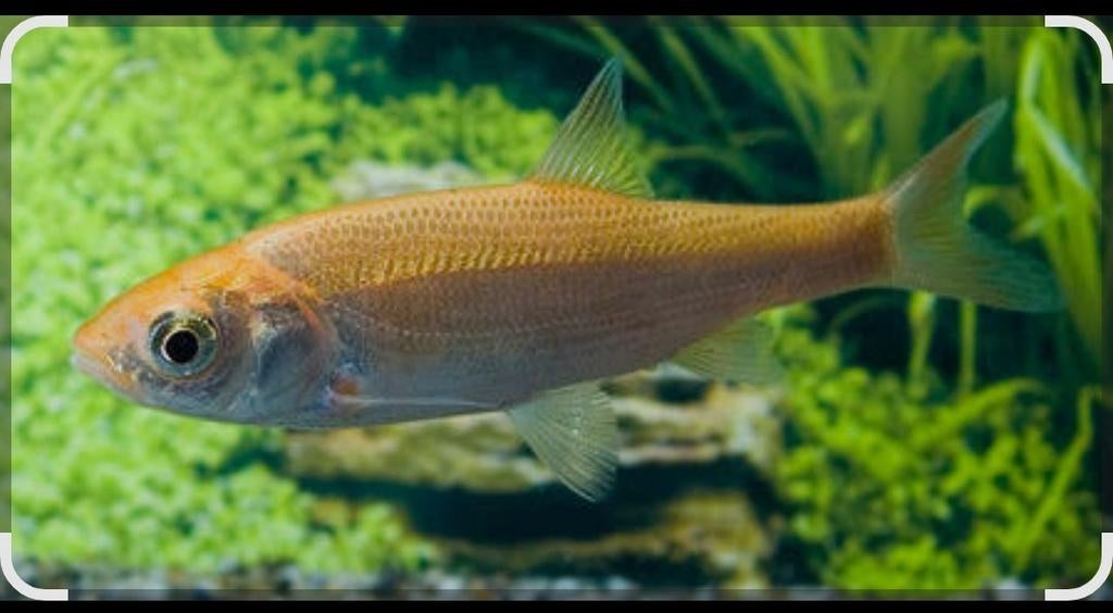 5 Vissen te koop., Dieren en Toebehoren