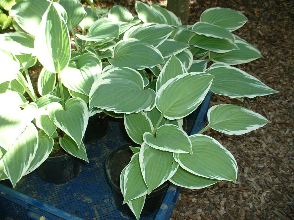 hosta planten in pot, Tuin en Terras, Vaste plant, Halfschaduw, Zomer, Ophalen