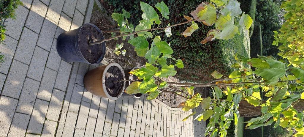Catalpa, Tuin en Terras, Planten | Bomen, Ophalen, Zomer, In pot, Overige soorten