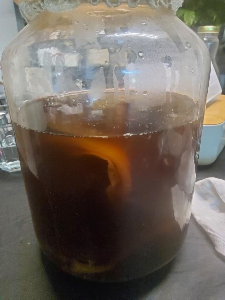 Kombucha - Scoby, Diversen, Levensmiddelen, Ophalen