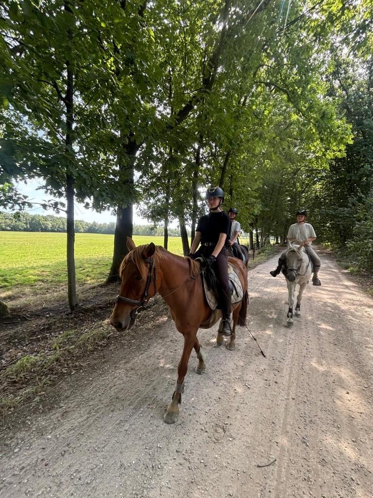 2 pony's ter halve stal, Jument