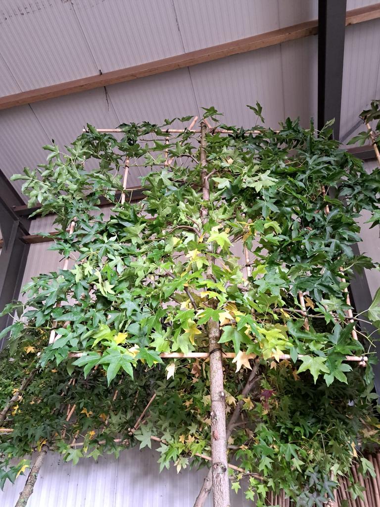 Liquidambar leibomen in vele maten leverbaar, Tuin en Terras, Planten | Bomen, Ophalen of Verzenden