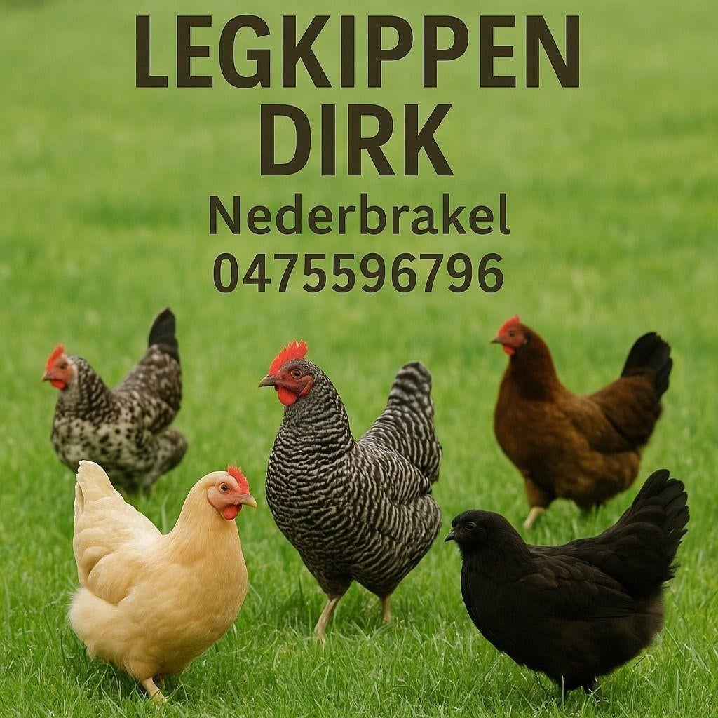 Legkippen Brakel, Dieren en Toebehoren, Pluimvee