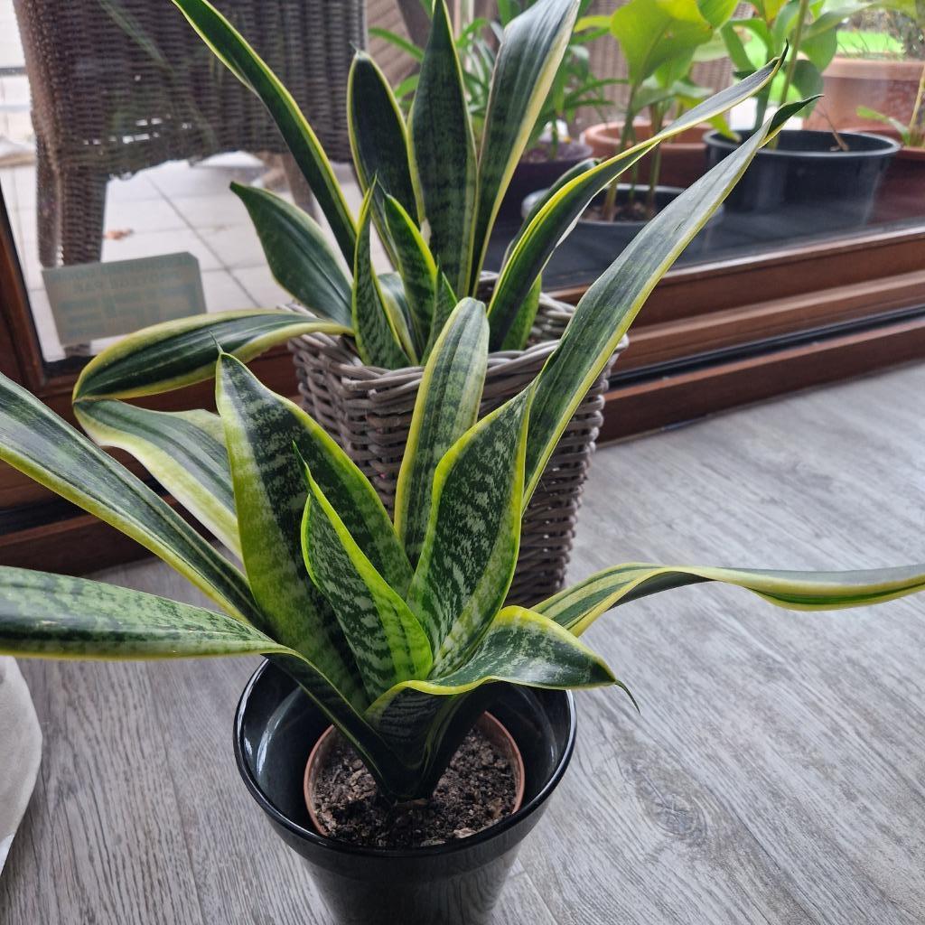sanseveria, lepelplant,graslelie, Huis en Inrichting, Kamerplanten, Ophalen of Verzenden