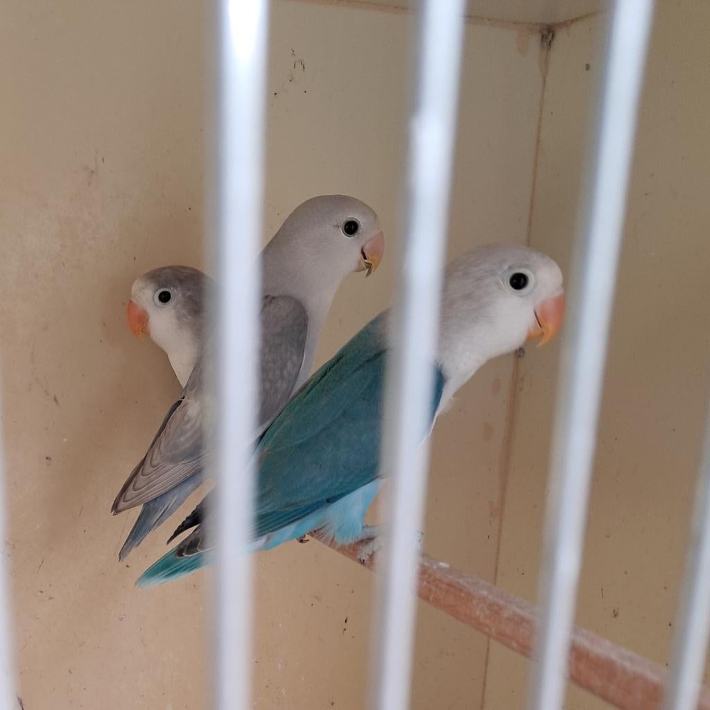 Ik zoek een rosé collies, Dieren en Toebehoren