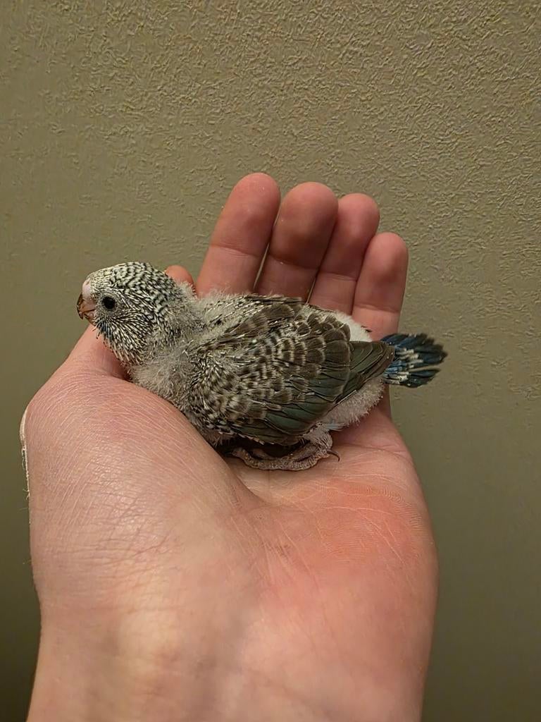 Blackwing grasparkieten, Dieren en Toebehoren, Pluimvee