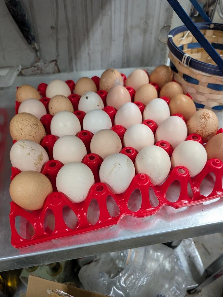 Oeufs fécondés des Suedious Mille Fleurs er Bielefelder, Animaux & Accessoires