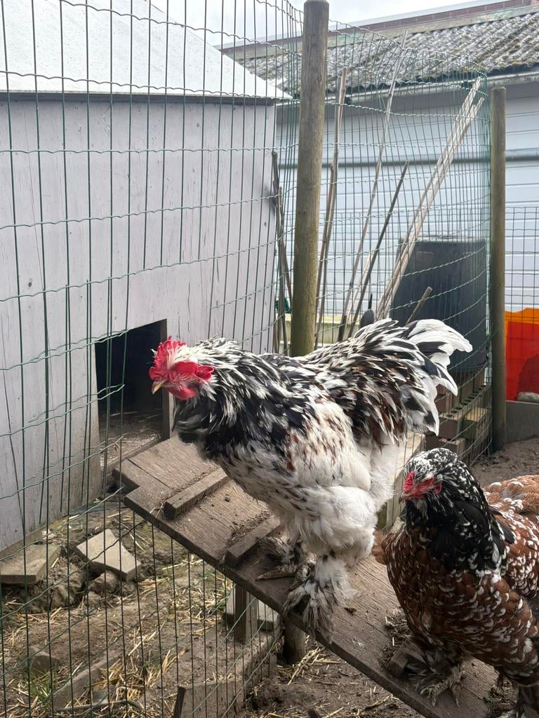 Prachtige brahma haan, Mâle, Poule ou poulet