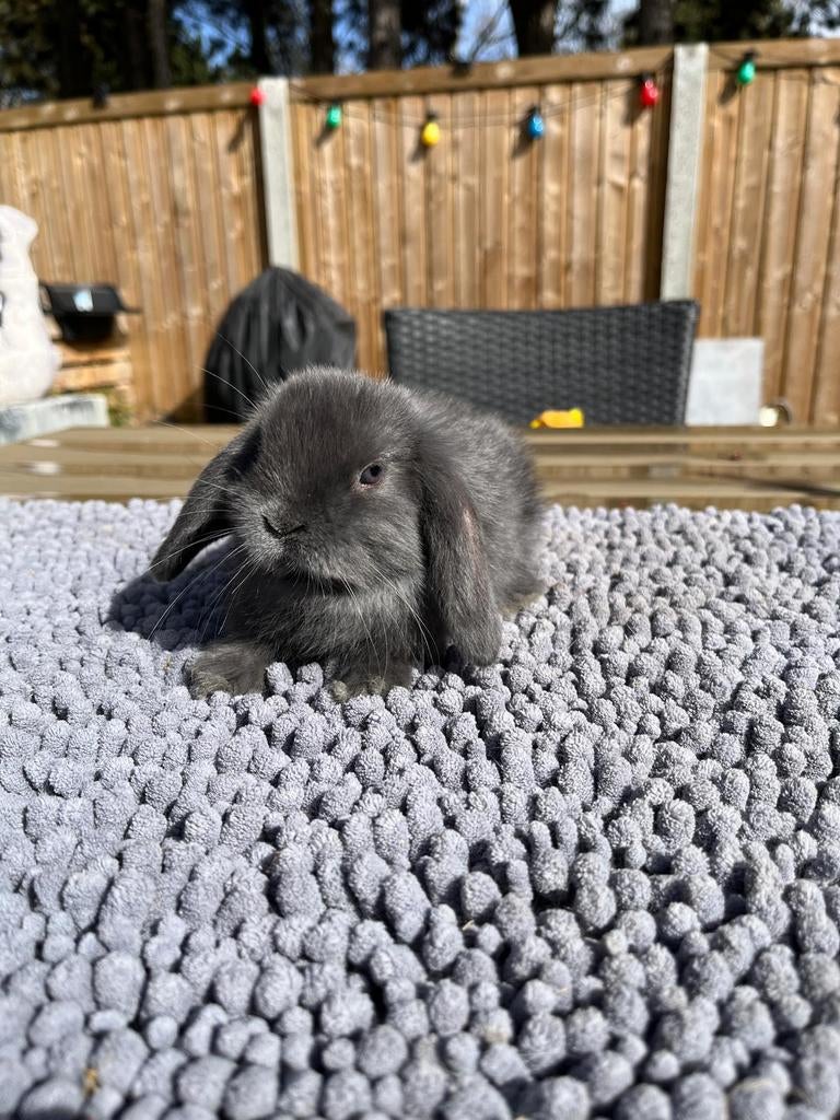 Hangoortje - dwergkonijntje NHD, Dieren en Toebehoren, Konijnen, Mannelijk, Dwerg, Hangoor, 0 tot 2 jaar