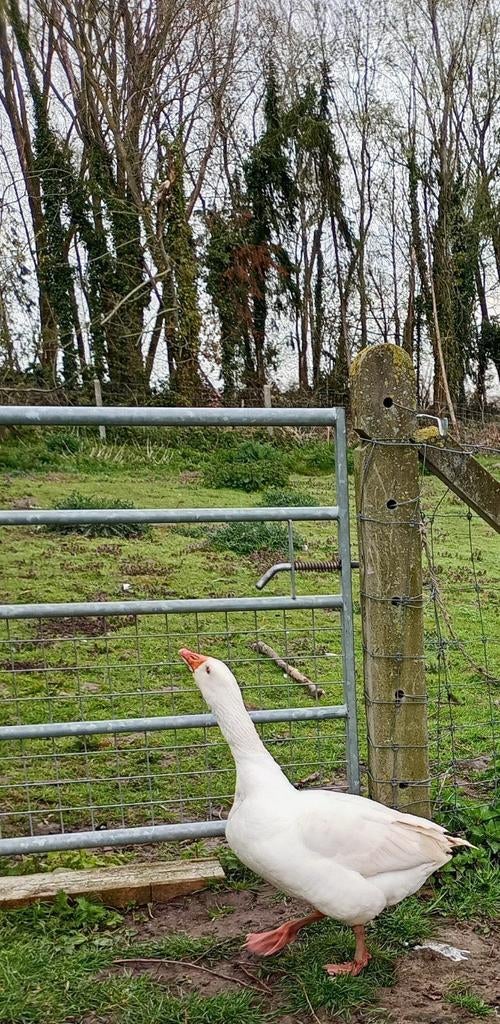 3 boerenganzen / Witte ganzen