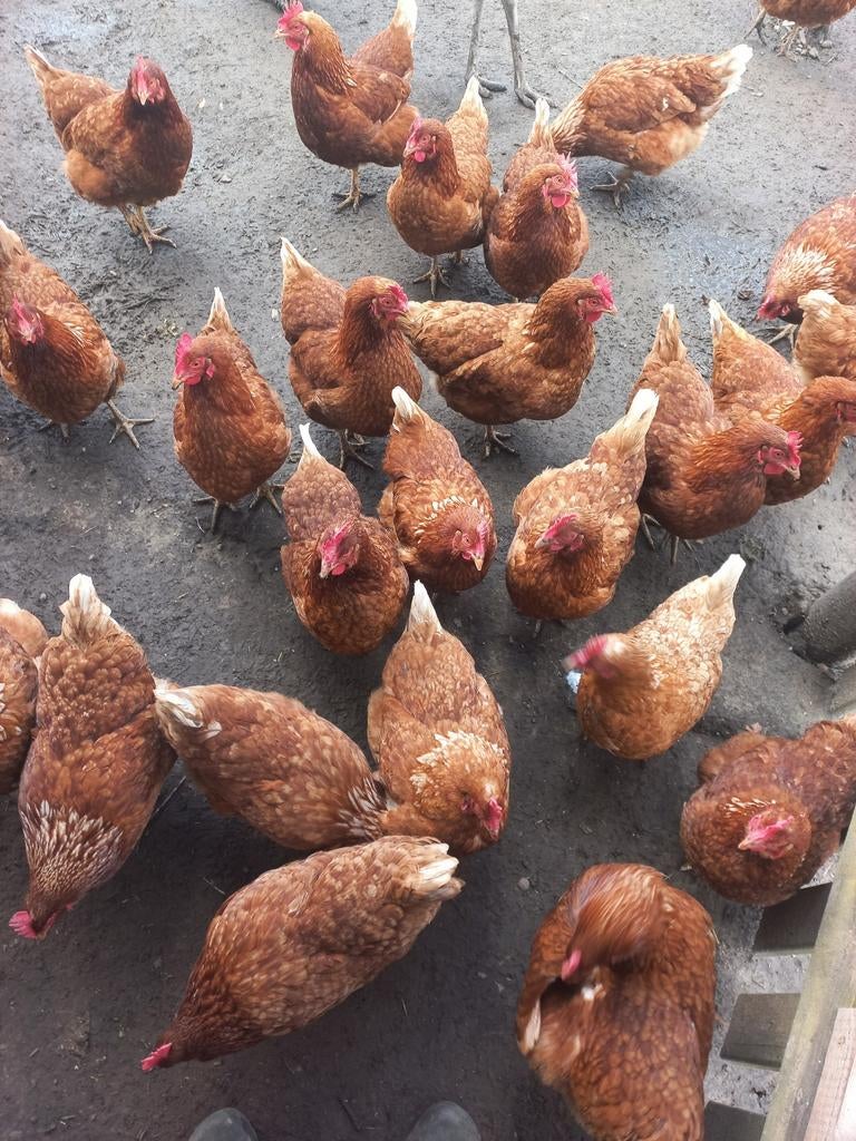 Poules pondeuses, Animaux & Accessoires, Femelle, Poule ou poulet