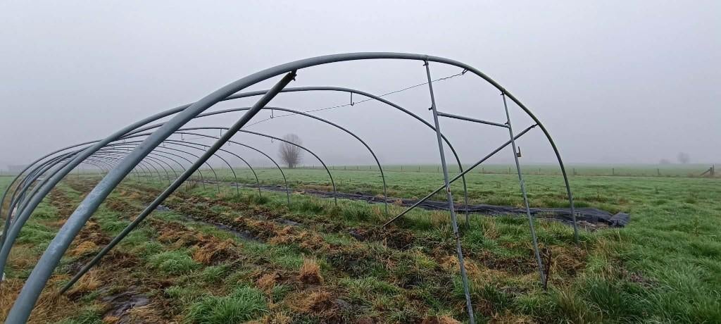 Tunnelserre Bruneel met bogen 54m lang, Ophalen, Vollegrondsgroente, Overige typen