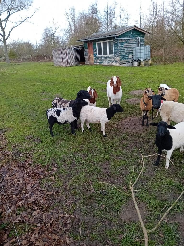 Dorperlammeren tekoop2 miekes en 4bokken, Dieren en Toebehoren, Schapen, Geiten en Varkens