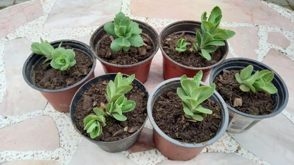 Hemelsleutel - Sedum, Offres d'emploi